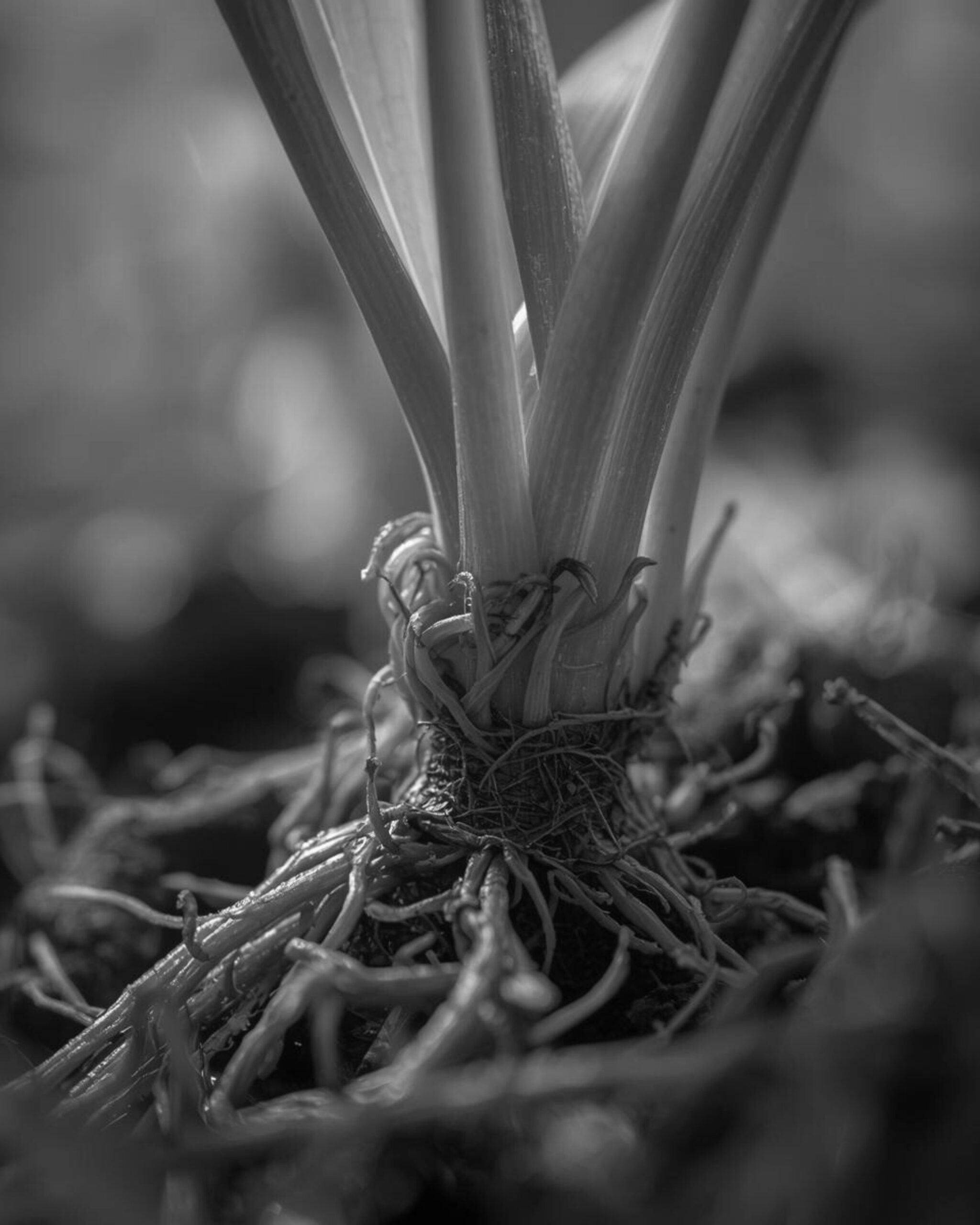 Close Botanico — Heleboro 1 Scaled